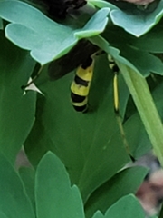 Ichneumon