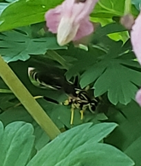 Ichneumon