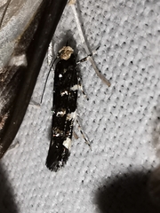Eteobalea