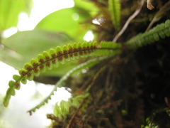 Moranopteris taenifolia
