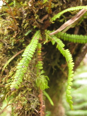 Moranopteris taenifolia