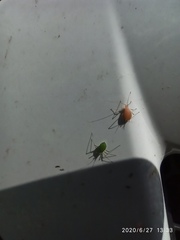 Aphididae