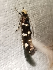 Eteobalea