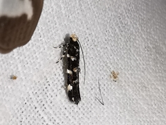Eteobalea