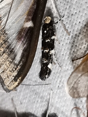 Eteobalea