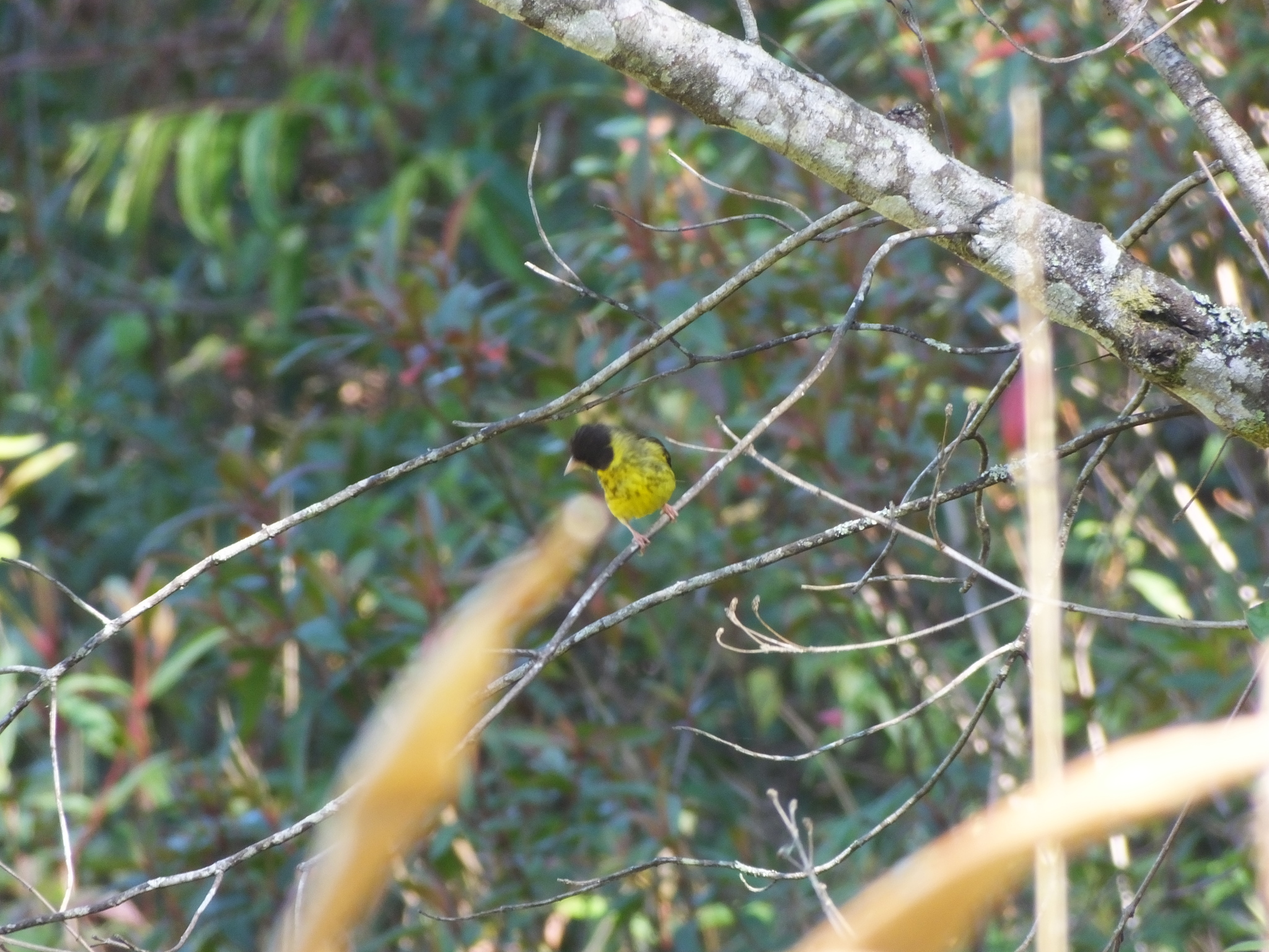 Vietnamese Greenfinch illustration