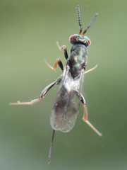 Monodontomerus obscurus