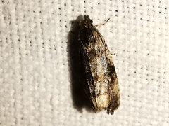 Endothenia