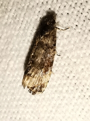 Endothenia