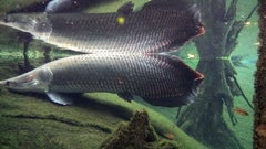 Arapaima gigas