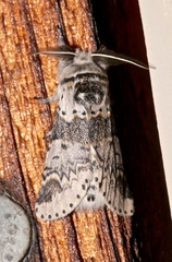 Furcula occidentalis