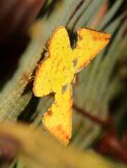 Corymica arnearia