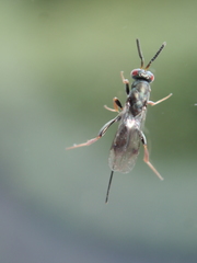 Monodontomerus obscurus