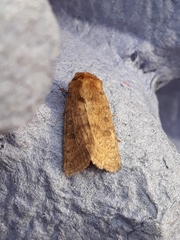 Hoplodrina octogenaria