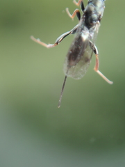 Monodontomerus obscurus