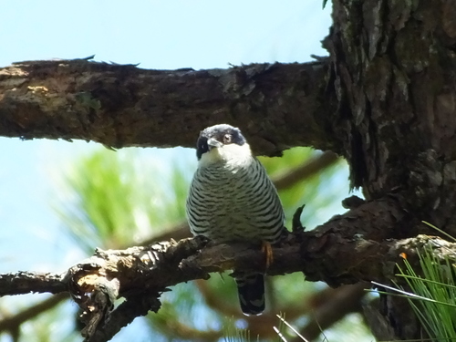 Vietnamese Cutia (Cutia legalleni), photo 2
