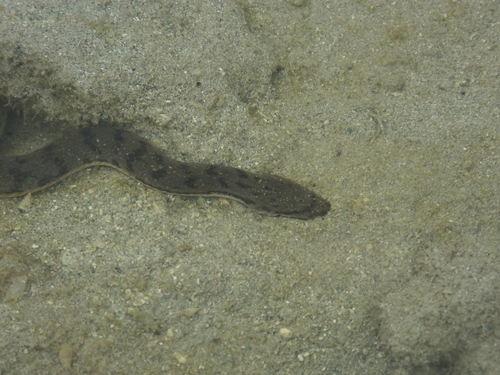 Southeast Asian Bockadam, Cerberus schneiderii