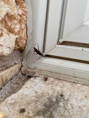 Tylonotus bimaculatus