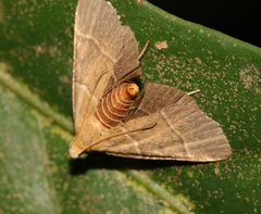 Stemmatophora flavicaput