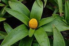 Bulbinella rossii