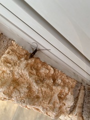 Tylonotus bimaculatus