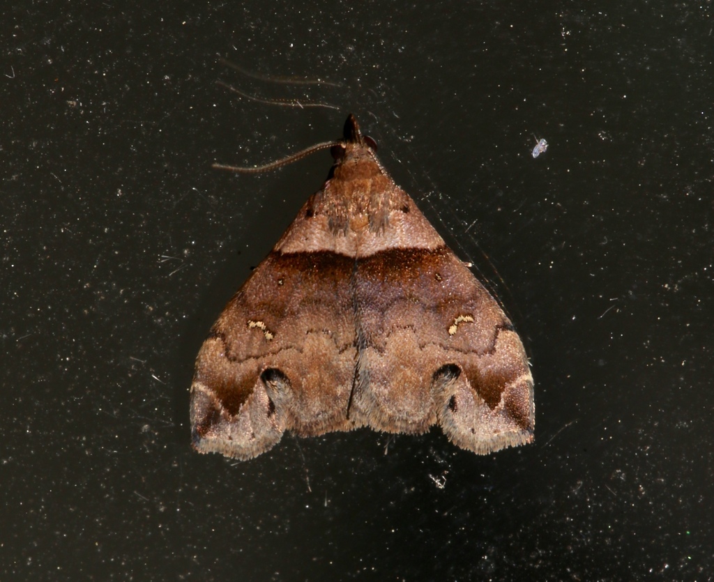 Ambiguous Moth