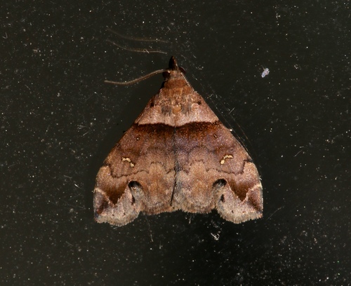 Ambiguous Moth photo 5