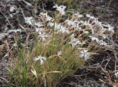 Dianthus acicularis