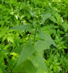 Campanula trachelium