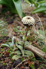 Craspedia uniflora subhispida