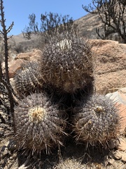 Copiapoa griseoviolacea