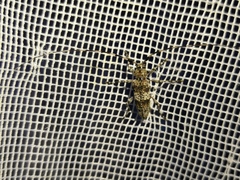 Acanthocinus griseus