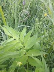 Valeriana officinalis