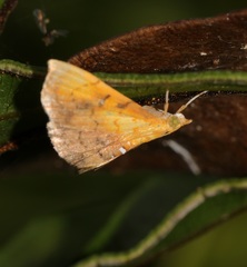 Hyalobathra