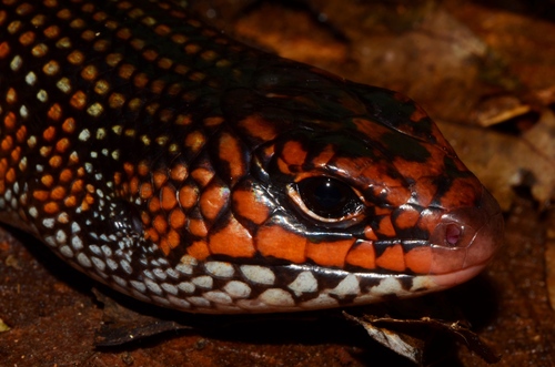 Mochlus striatus