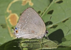 Strephonota tephraeus