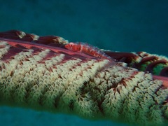Bryaninops