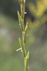 Elymus lolioides