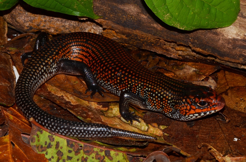 Lepidothyris striatus