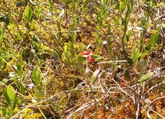 Exobasidium vaccinii