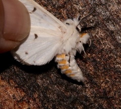 Spilosoma dubia