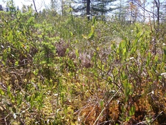 Exobasidium vaccinii