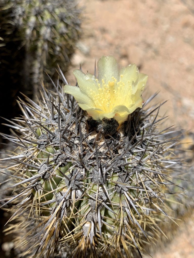 Copiapoa decorticans