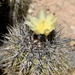 Copiapoa decorticans - Photo (c) Stefan, some rights reserved (CC BY-NC), uploaded by Stefan