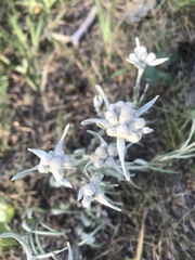 Leontopodium leontopodioides