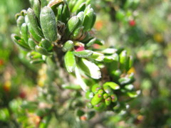 Pultenaea canaliculata