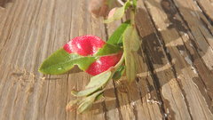 Exobasidium vaccinii