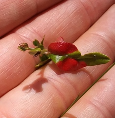 Exobasidium vaccinii