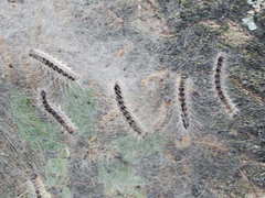 Thaumetopoea processionea