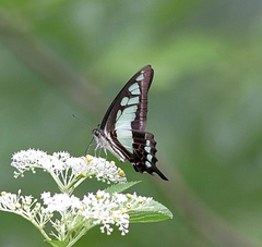 Graphium cloanthus